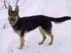 Bella 1.jpg (26930 tavu(a))